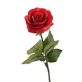 Red Rose 01